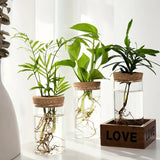 Plant Propagation Vase