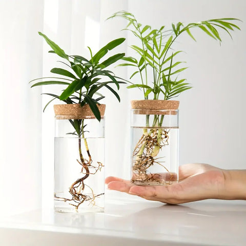 Plant Propagation Vase
