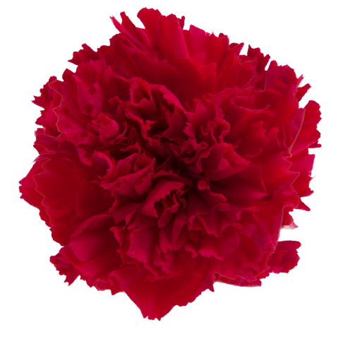Carnation - Red