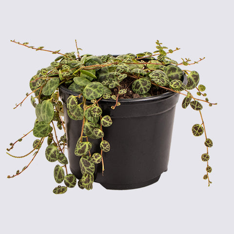 Peperomia String Of Turtles