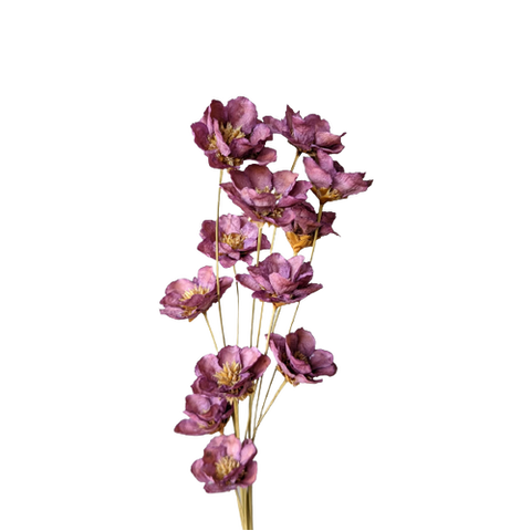 Anemone - Lilac