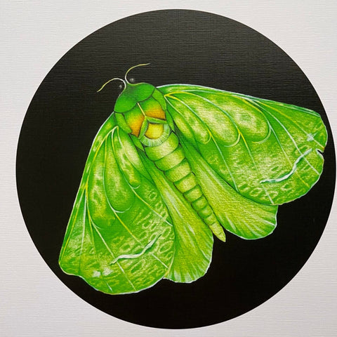 A4 print - Puriri Moth
