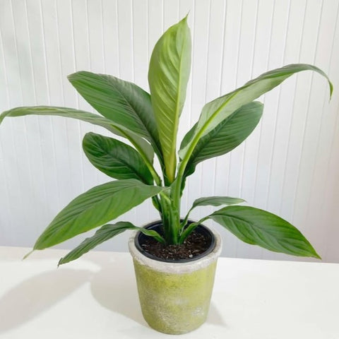 Giant Peace Lily (Spathyphillum Sensation)