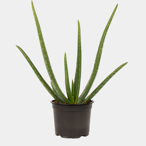 Aloe Vera Plant in Coir Pot