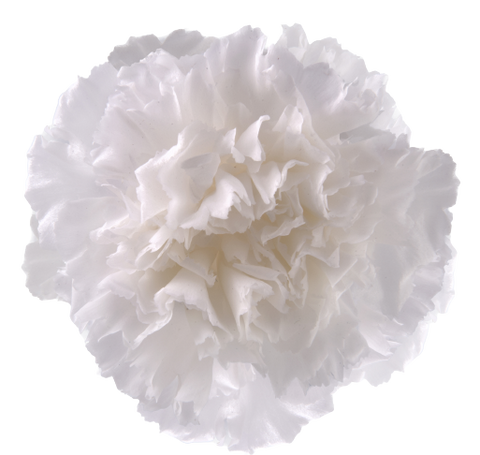 Carnation - Princess White