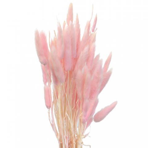Dried Bunny Tails - 8 Stems - Pink