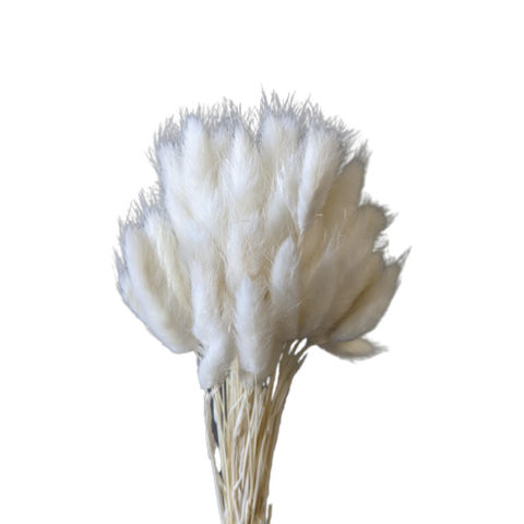 Dried Bunny Tails - White
