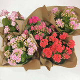 Kalanchoe