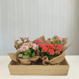 Kalanchoe