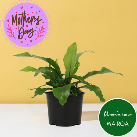 Birds Nest Fern - Presented in a Gift Box