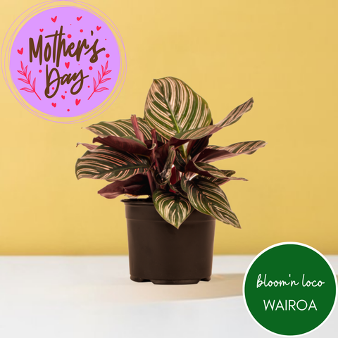 Calathea Ornata - Presented in a Gift Box