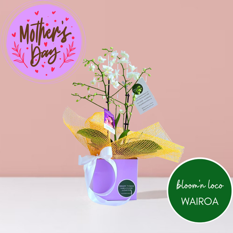 Flowering Mini Orchid for Mum