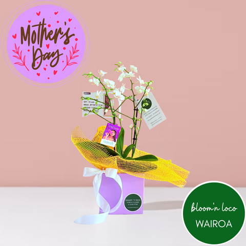 Flowering Mini Orchid for Mum
