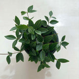 Peperomia Rocca Verde 12cm