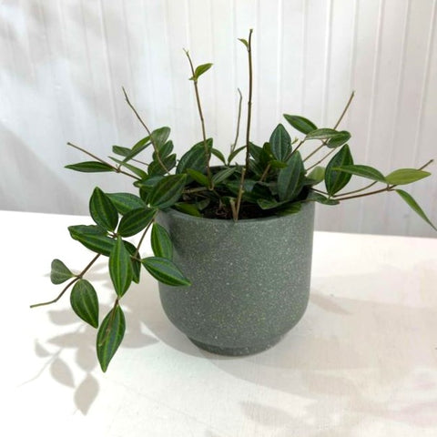 Peperomia Rocca Verde 12cm