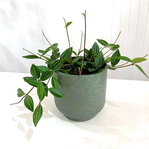 Peperomia Rocca Verde 12cm