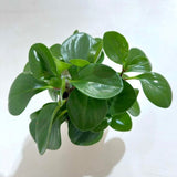 Peperomia Green