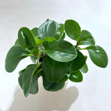 Peperomia Green