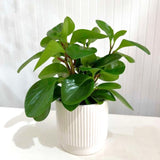 Peperomia Green