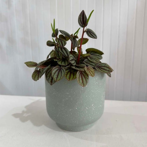 Peperomia Piccolo Banda