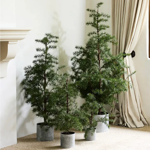 Potted Fraser Fir Tree Large