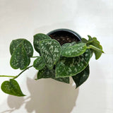 Satin Pothos - Pictus