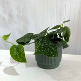 Satin Pothos - Pictus