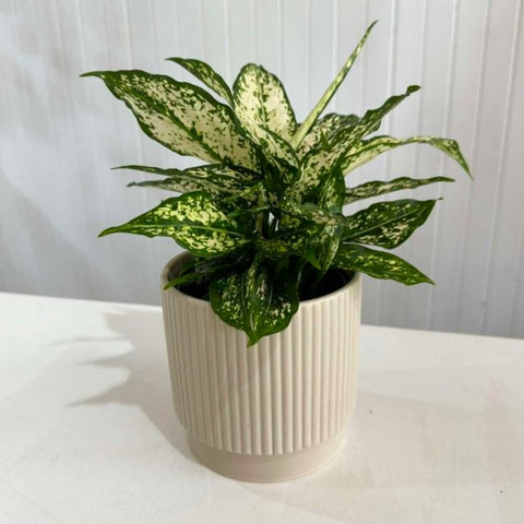 Aglaonema Thai Snowflake