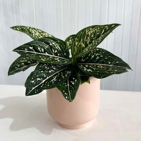 Aglaonema Tom's Pride