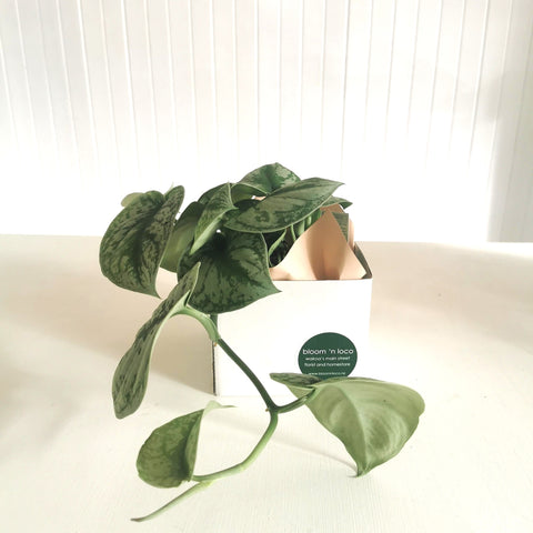 Trebie Plant - 12cm