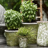 Evergreen Plant Pot Small