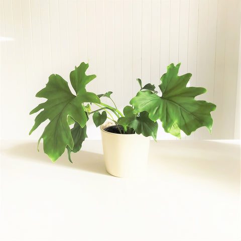 hope philodendron plant wairoa