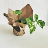 goldon pothos nz